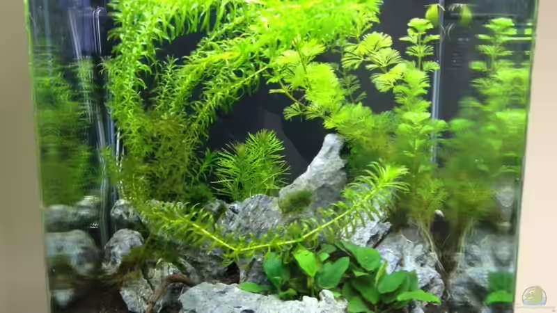 Hauptansicht Aquarium von Nano Cube 60l von anton (1)