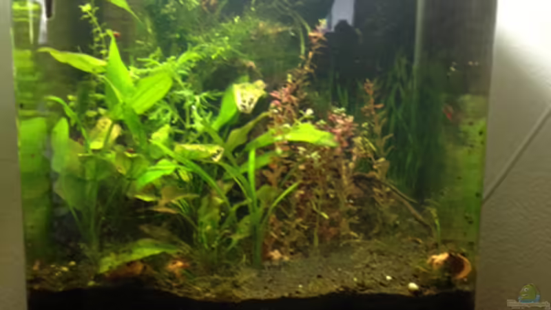Hauptansicht Aquarium von Nano Cube Dennerle 64l von David Odenthal