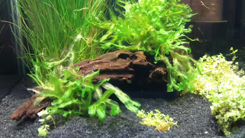 Hauptansicht Aquarium von Nano Cube von Eifelcruiser (1)