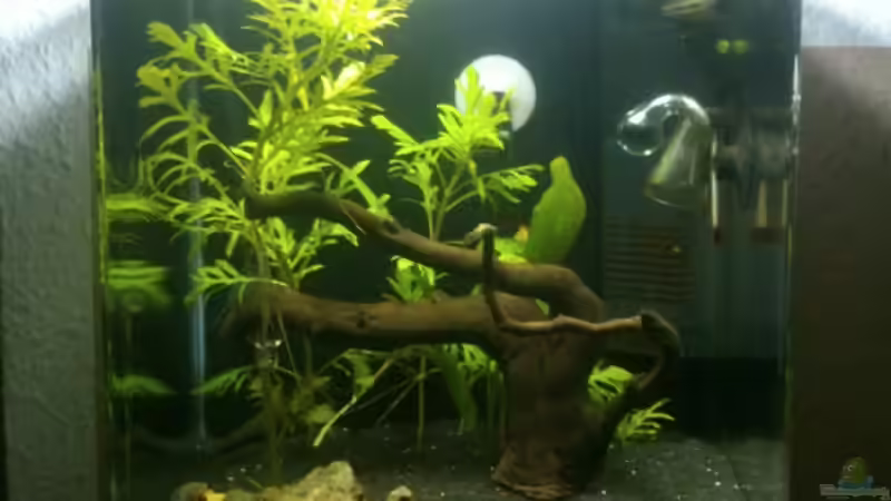 Hauptansicht Aquarium von Nano Cube von Nero (1)