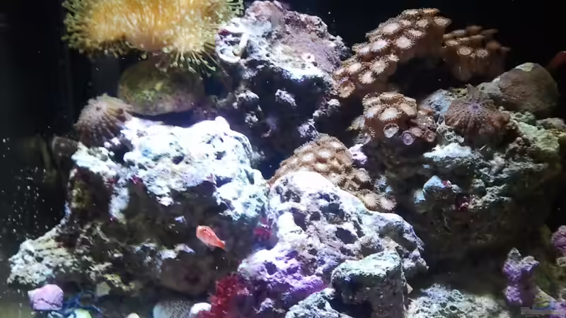 Hauptansicht Aquarium von Nano Meerwasser 30er von Borito