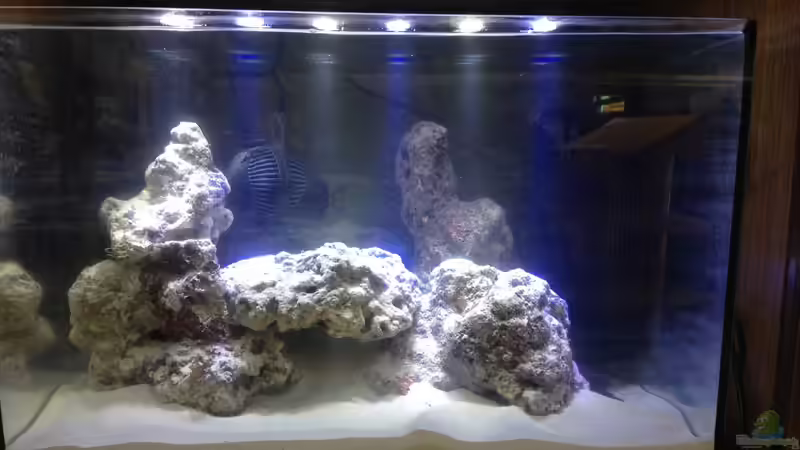 Hauptansicht Aquarium von Nano Projekt Firma von kutlesch (1)