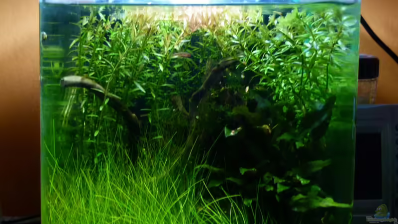 Hauptansicht Aquarium von Nano von René L. (1)
