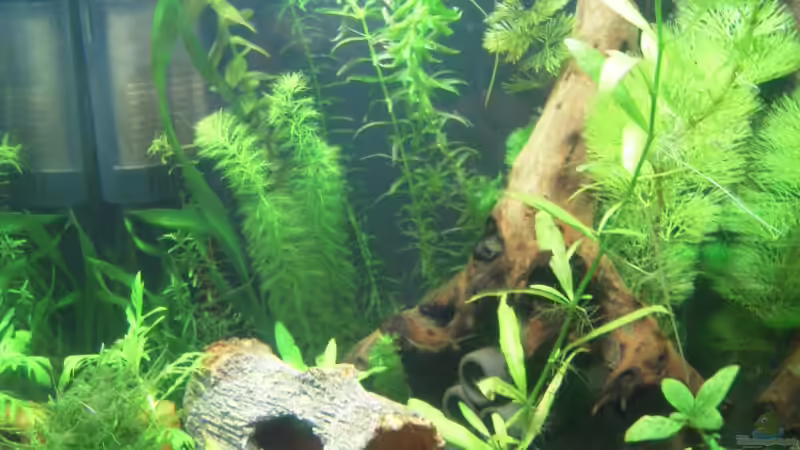 Hauptansicht Aquarium von Nanobecken von Garneli (1)