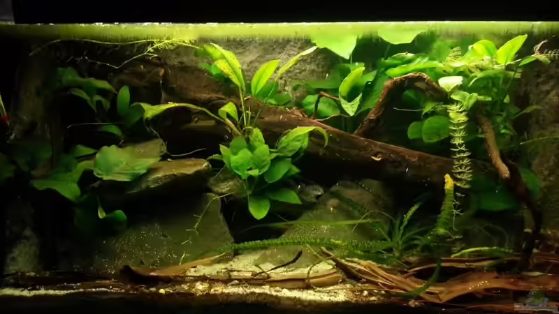 Hauptansicht Aquarium von Nanochromis transvestitus - Nur noch als Beispiel von Julien Preuß (1)