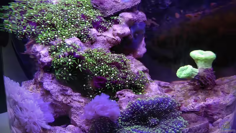 Hauptansicht Aquarium von Nanoriff von Stephi (1)