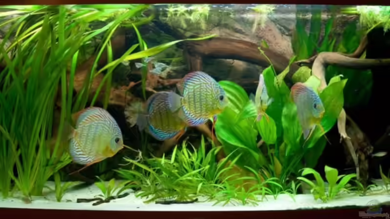 Hauptansicht Aquarium von Natural Discus Habitat von Kiera&Hannes (1)