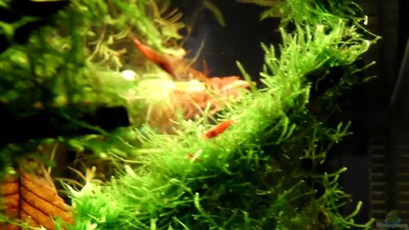 Hauptansicht Aquarium von Naturaquarium ( nur noch als Beispiel ) von die Perle... (1)