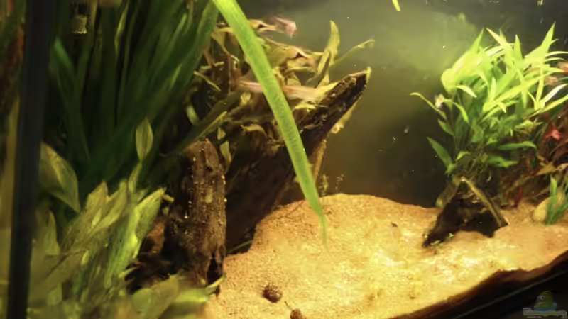 Hauptansicht Aquarium von Naturbecken von swoosh (1)