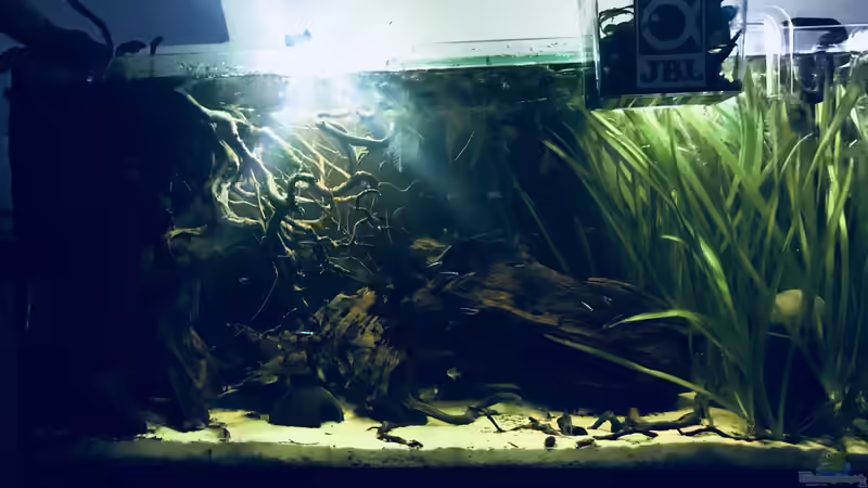 Hauptansicht Aquarium von Nebenfluss des Rio Negros von Raven887 (1)