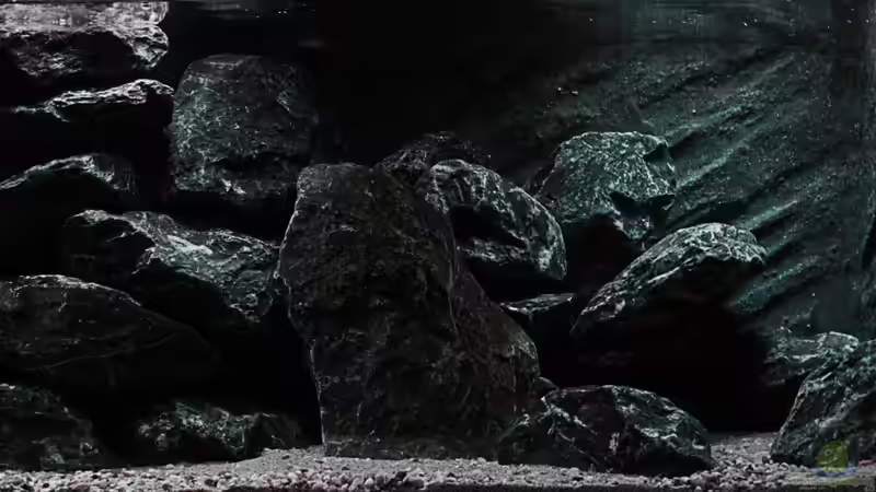 Hauptansicht Aquarium von Neolamprologus buescheri Artbecken von Julien Preuß (1)