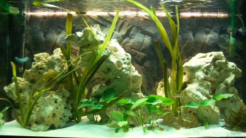 Hauptansicht Aquarium von Neolamprologus buescheri Artenbecken von Altocalv (1)