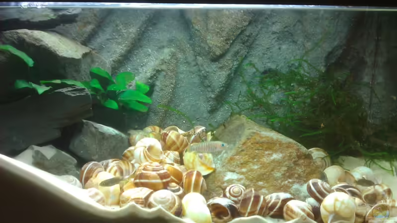 Hauptansicht Aquarium von Neolamprologus multifasciatus Artbecken von Julien Preuß (1)
