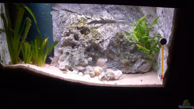 Hauptansicht Aquarium von Neolamprologus multifasciatus Artenbecken von Altocalv