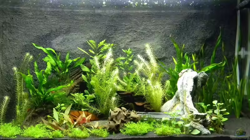 Hauptansicht Aquarium von Neo´s World Nur noch als Beispiel von Alfur (1)