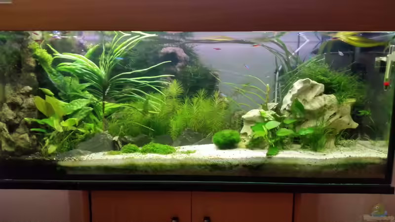 Hauptansicht Aquarium von Neuanfang von goldfisch83 (1)