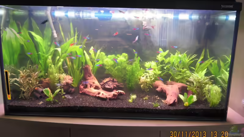 Hauptansicht Aquarium von neueingerichtet von janine wolf (1)