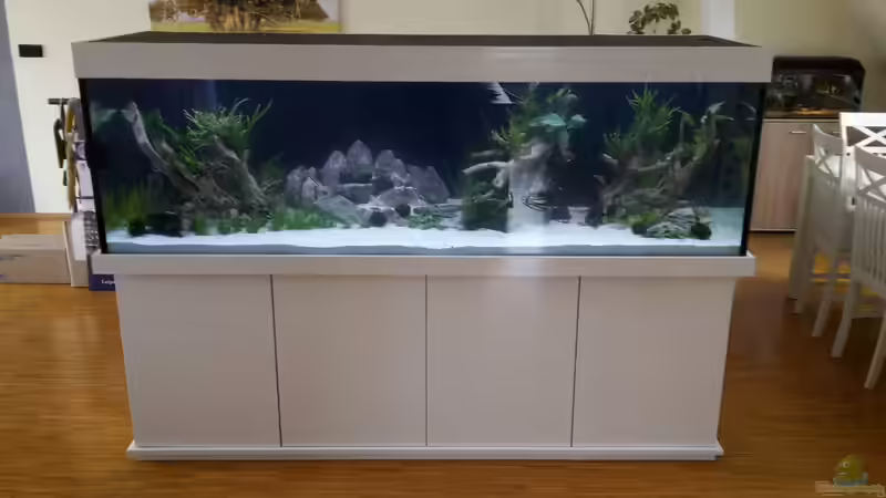 Hauptansicht Aquarium von Neues Becken von Diskusfan2000 (1)
