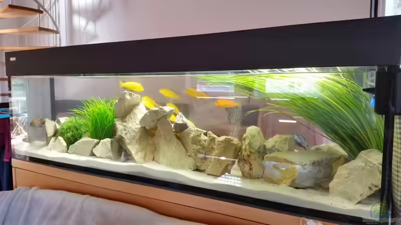 Hauptansicht Aquarium von Neues Malawi-Becken von Dominik Jerg (1)