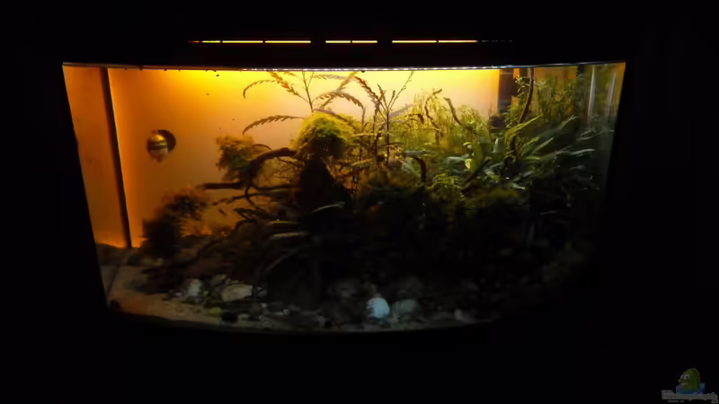 Hauptansicht Aquarium von New Beginning... von Martin W. (1)