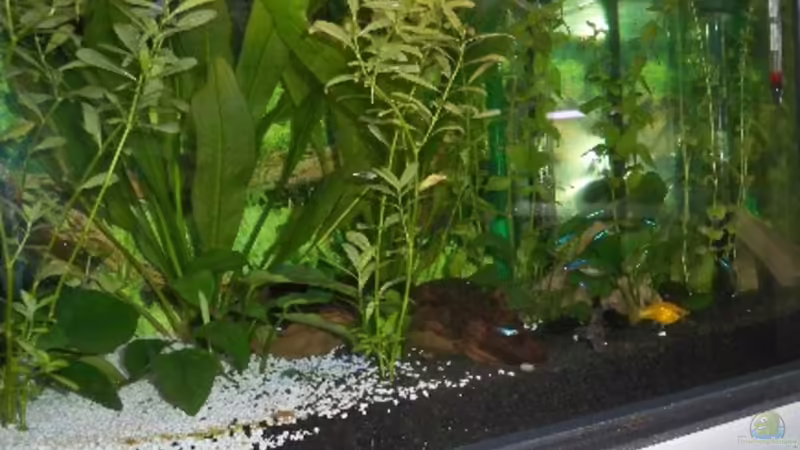 Hauptansicht Aquarium von New von Pätti (1)
