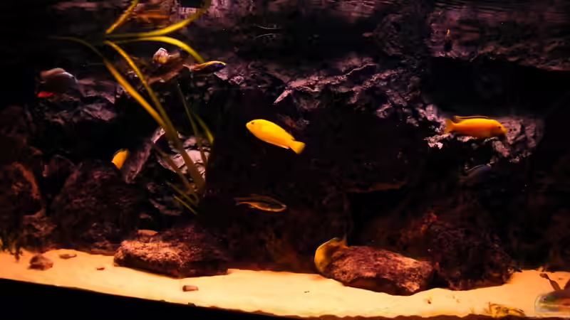 Hauptansicht Aquarium von Non-Mbunabecken von Malawigo (1)