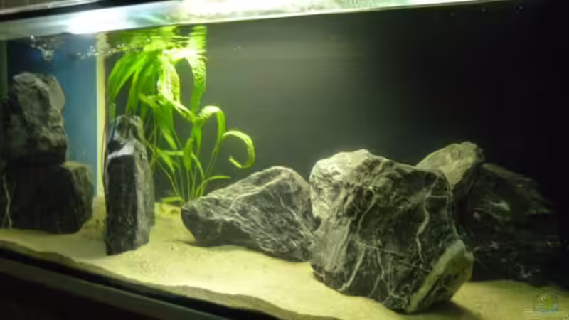 Hauptansicht Aquarium von Non Mbunas Rocks von Carsten Peters (1)