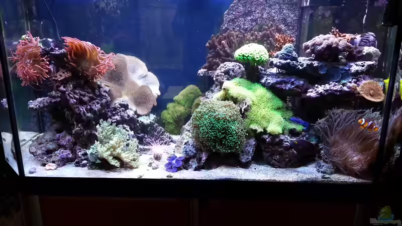 Hauptansicht Aquarium von No´s Reef von TheNo (1)