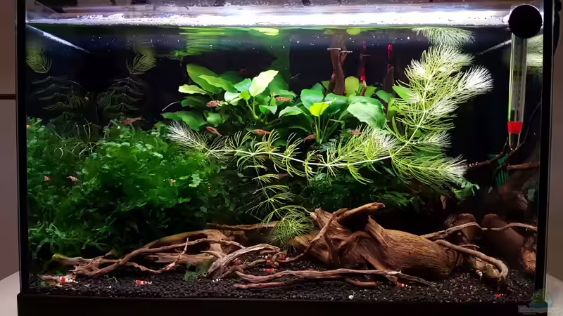 Hauptansicht Aquarium von Notfallbecken von YoshiMaus (1)