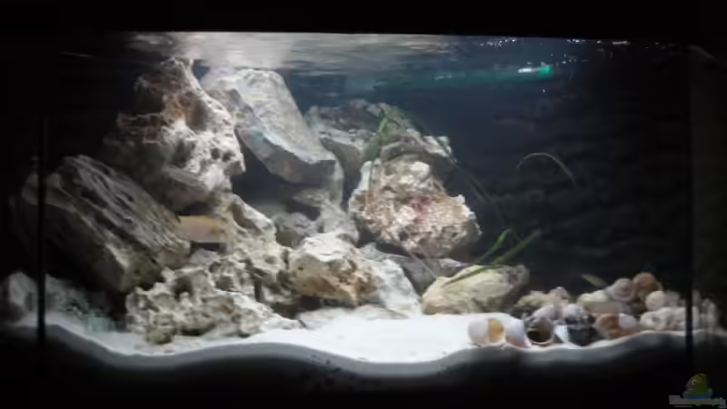 Hauptansicht Aquarium von Nur noch als Beispiel von Delta (1)