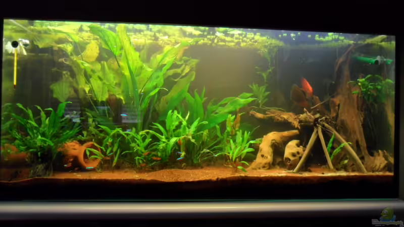 Hauptansicht Aquarium von Nur noch als Beispiel von Masl (1)