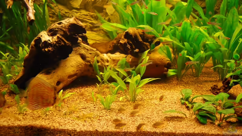 Hauptansicht Aquarium von Nur noch als Bsp. von matthiasm (1)