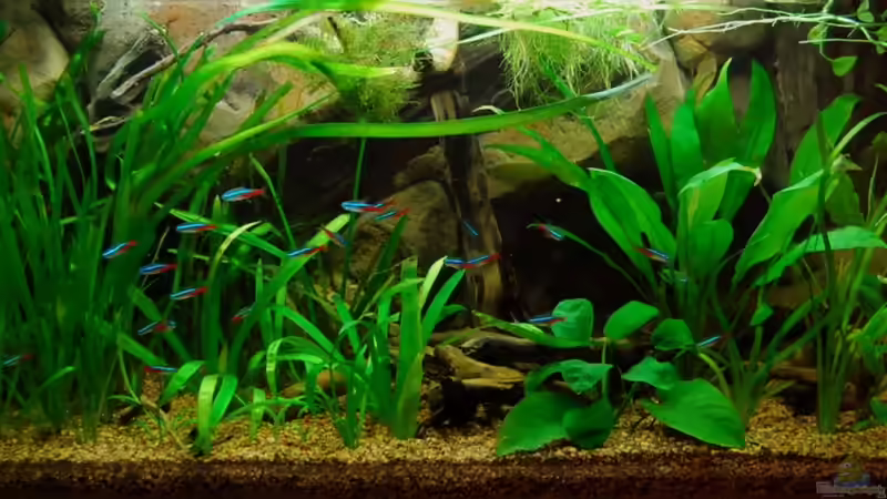 Hauptansicht Aquarium von Nur noch als Bsp. von matthiasm (1)