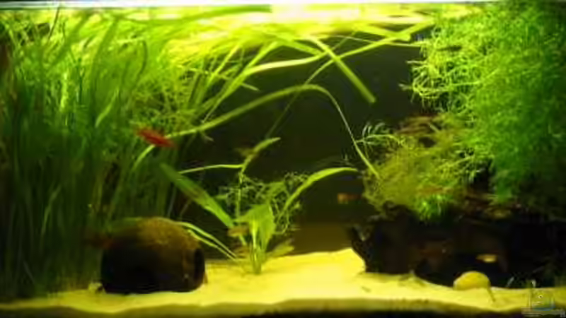 Hauptansicht Aquarium von nur noch Beispiel von Gregor (1)