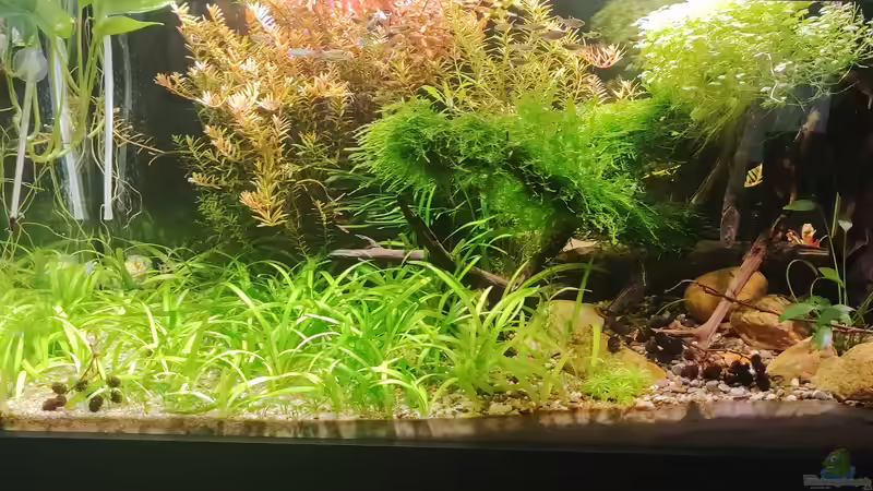 Hauptansicht Aquarium von Nur noch ein Beispiel für euch von Amazonas (1)