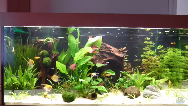Hauptansicht Aquarium von Nur noch ein Beispiel/steht zum verkauf von bo3 (1)