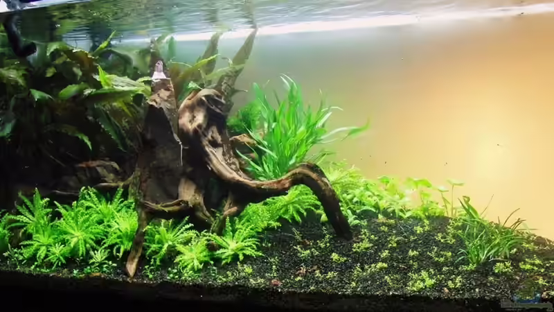 Hauptansicht Aquarium von Oasis of silence von Microsash (1)