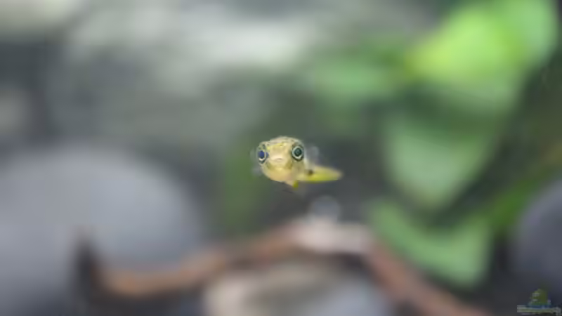 Hauptansicht Aquarium von Old but Gold aufgelöst von Trimmy (1)