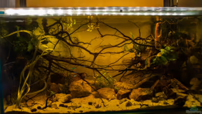 Hauptansicht Aquarium von P. taeniatus von Cichlid Power (1)