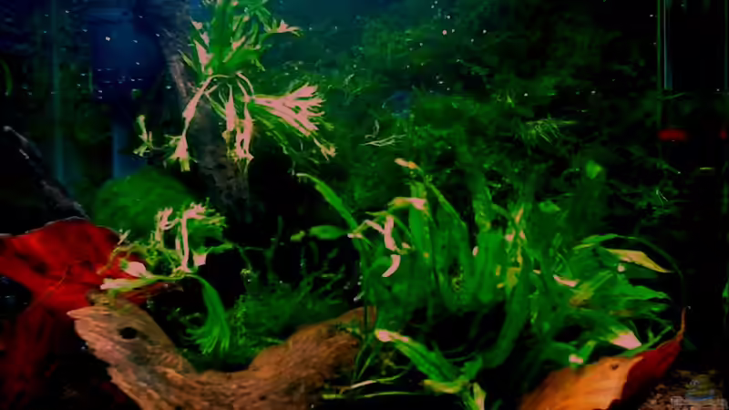 Hauptansicht Aquarium von Panorama von Aquadog (1)