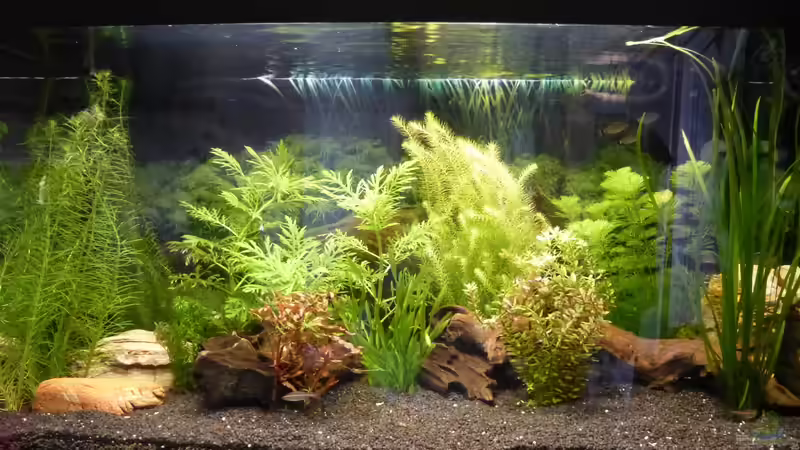 Hauptansicht Aquarium von Papa's Erbe von TimNRW (1)