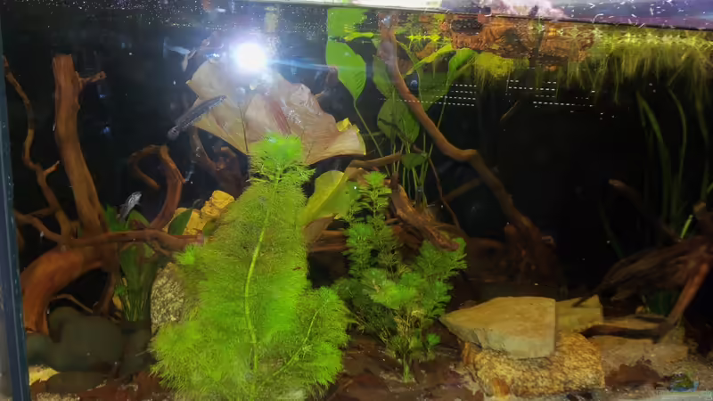 Hauptansicht Aquarium von Parachanna obscura Artenbecken von Snakehead (1)