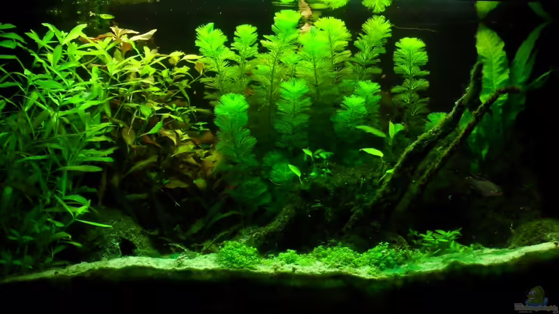 Hauptansicht Aquarium von Pelvicachromis Pulcher Artbecken von lupo2001 (1)