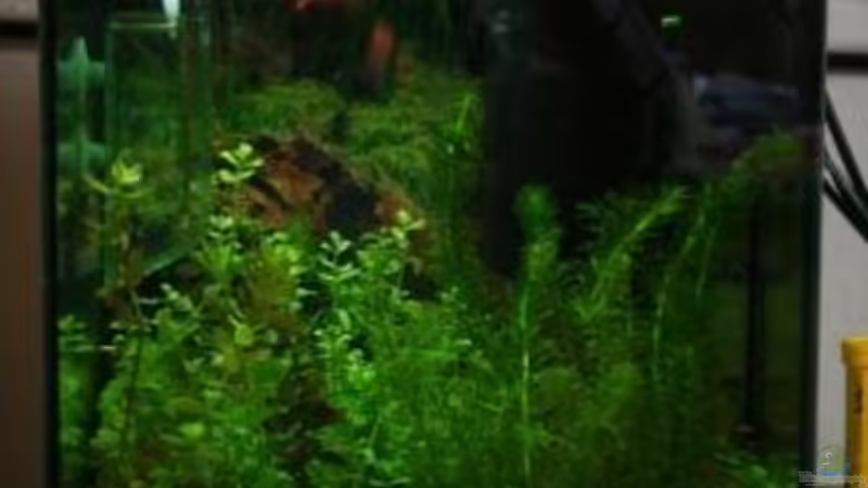 Hauptansicht Aquarium von Perlhühnchen existiert nicht mehr von Malawi (1)