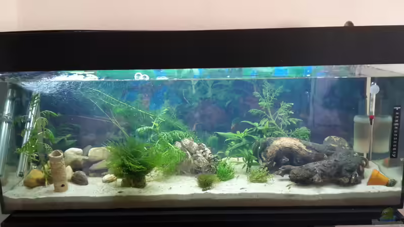 Hauptansicht Aquarium von Perlhuhnbärblingtraum (existiert nicht mehr) von Tanja F. (1)
