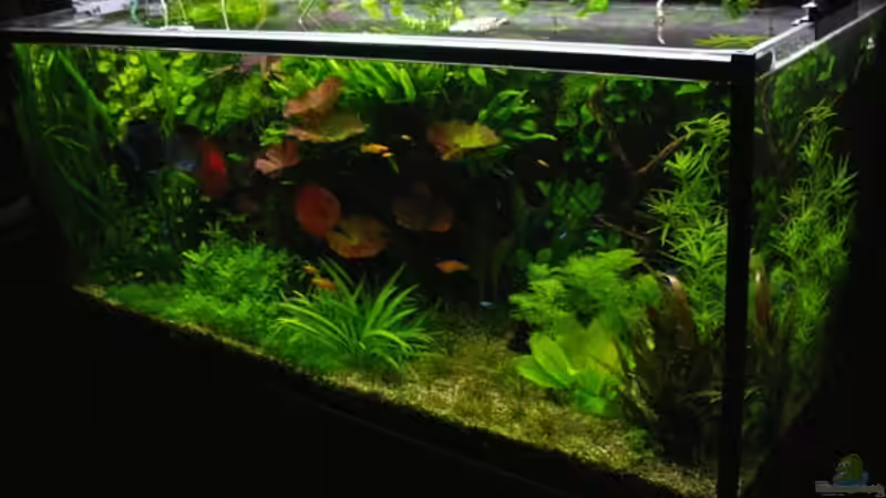Hauptansicht Aquarium von Pflanzen Diskus von condor (1)
