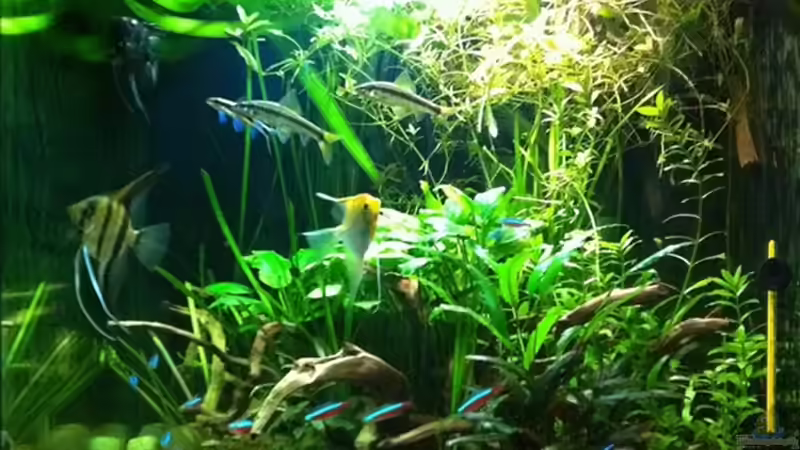 Hauptansicht Aquarium von Pflanzeninsel von max (1)