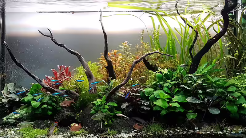 Hauptansicht Aquarium von Pflanzenwelt (Nur noch Beispiel) von YoshiMaus (1)