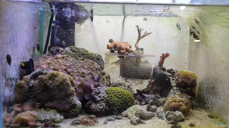 Hauptansicht Aquarium von Pico-Riff von GiZZ55 (1)