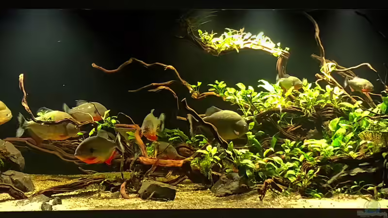 Hauptansicht Aquarium von Piranha-Aquarium von Cariba (1)